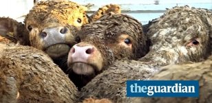 vacas-exportadas-pela-irlanda-chegam-a-turquia-cobertas-de-exterco-apos-12-dias-de-viagem-148838.jpg