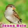 Joana Belo