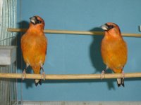 dsc00610.jpg