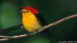 58795177_wire-tailed_manakin_1-e1330957308883.jpg 58795177_wire-tailed_manakin_1-e1330957308883.jpg