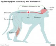 pplware_wifi_cerebro02-720x593.jpg