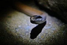 naom_50f56fa66e6a6.jpg naom_50f56fa66e6a6.jpg