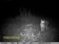 lince.jpg lince.jpg