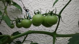 Tomate1.jpg