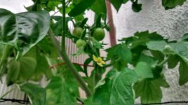 Tomates Indigo.jpg