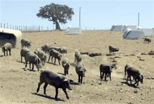 ng1909631.JPG ng1909631.JPG