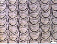 friccao-cobras-1.jpg