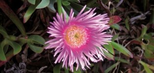 carpobrotus-edulis-plantas-invasoras-470x225.jpg carpobrotus-edulis-plantas-invasoras-470x225.jpg