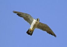 falcao-peregrino.jpg falcao-peregrino.jpg