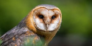 barn-owl-2550068_1280-1.jpg