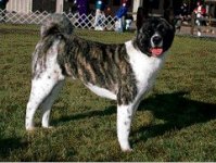 02_akita.jpg 02_akita.jpg