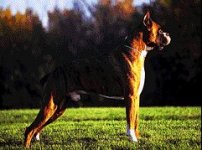 02_boxer.jpg