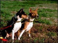 02_basenji.jpg