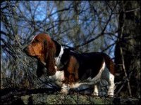 02_basset.jpg