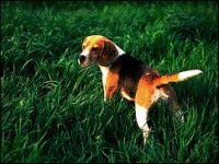 02_beagle.jpg