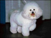 02_bichon.jpg