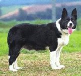 02_bordercollie.jpg