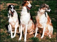 02_borzoi.jpg