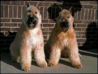 02_bouvier.jpg
