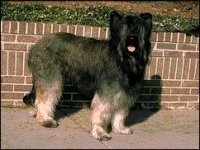 02_briard.jpg