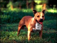 02_bullstaffor.jpg