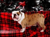 02_bulldog.jpg 02_bulldog.jpg