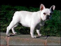 02_bulldogfrances.jpg