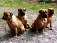 02_bullmastiff.jpg