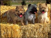 02_cairnterrier.jpg