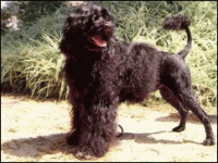 02_caoagua.gif