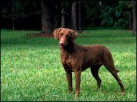 02_chesapeake.jpg