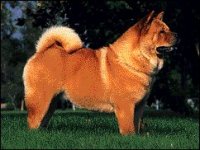 02_chow.jpg