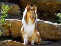 02_collie.jpg