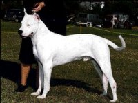 02_dogo.jpg