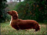 092_daschhund.jpg