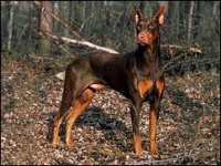 02_doberman.jpg