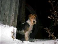 02_foxduro.jpg