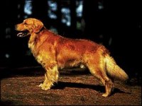 02_goldenretri.jpg