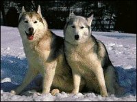 02_husky.jpg
