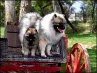 02_keeshond.jpg