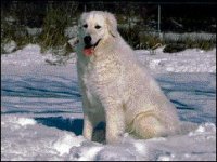 02_kuvasz.jpg