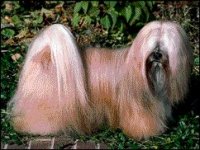02_lhasa.jpg