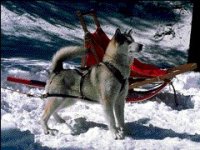 02_malamute.jpg