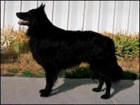 02_malinois.jpg