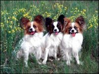 02_papillon.jpg