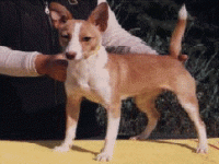 02_podengopt.gif