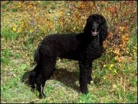 02_poodle.jpg