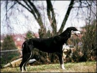 02_saluki.jpg