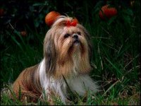 02_shih.jpg