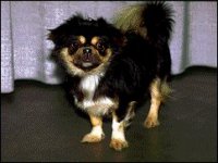 02_spaniel.jpg